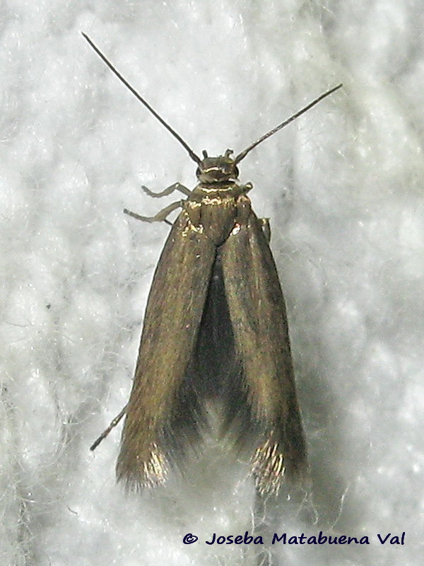 Scythris fallacella - Scythrididae